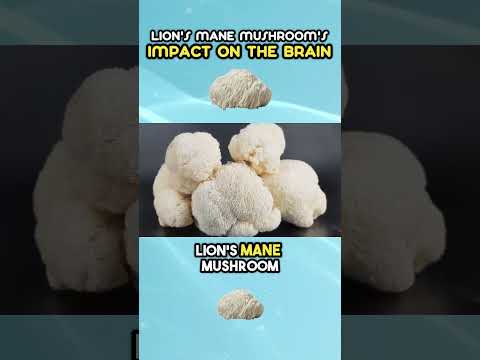 Lion's Mane Mushroom Impact on the Brain
