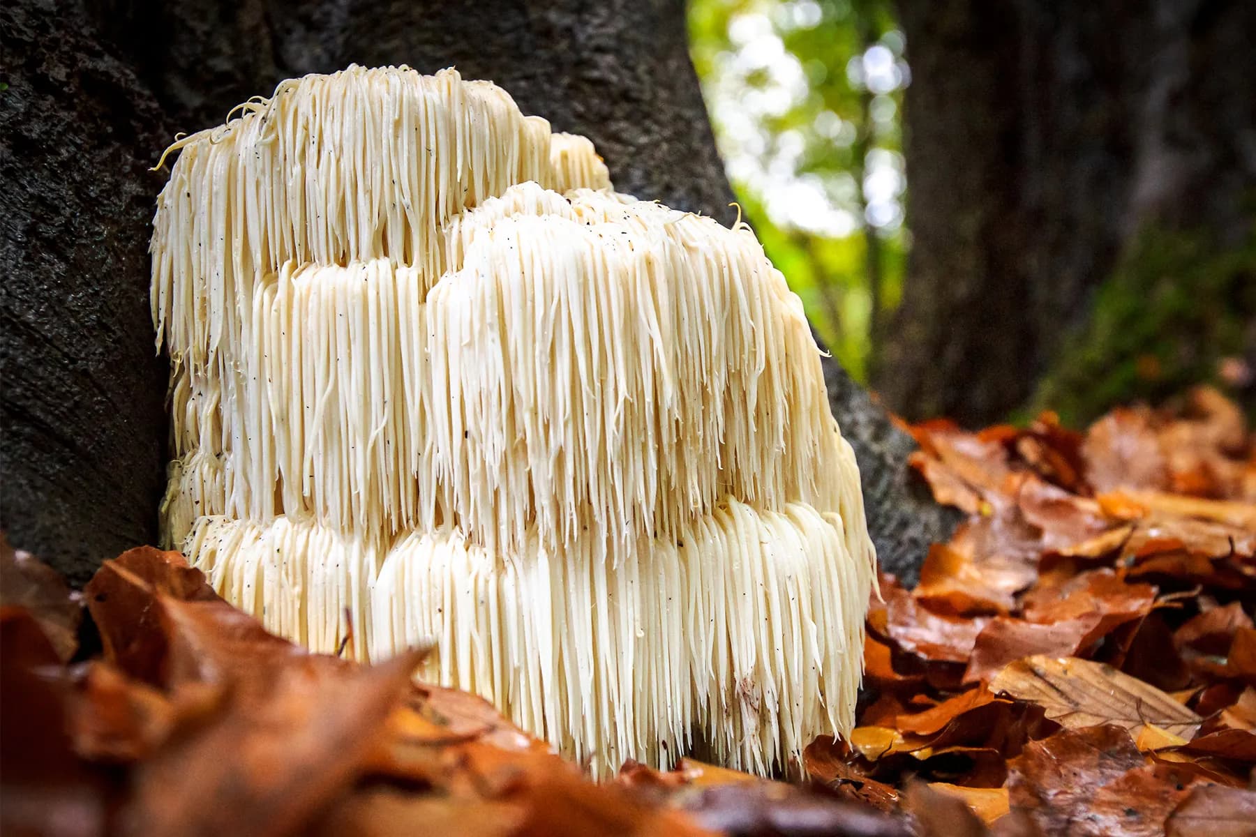 The “Brain Mushroom” Approach for Supporting Fading Memory