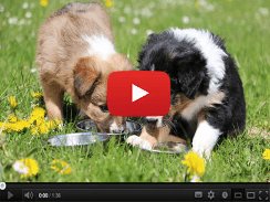 What's Behind the 'Bacon + Grass' Dog Gut Routine?